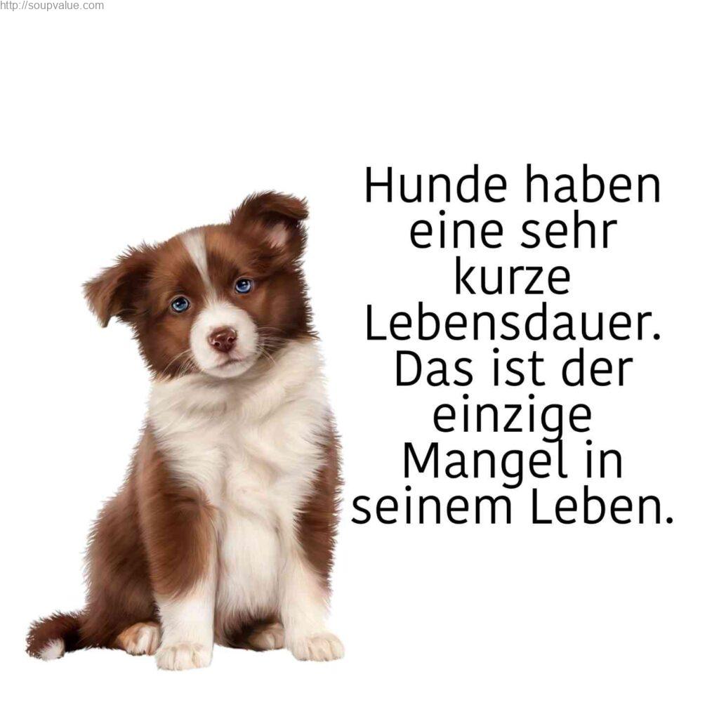 50+ Sprüche Tod Hund Trost Sprüche Tod Hund Soupvalue