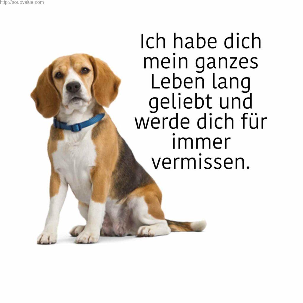 50+ Sprüche Tod Hund Trost Sprüche Tod Hund Soupvalue