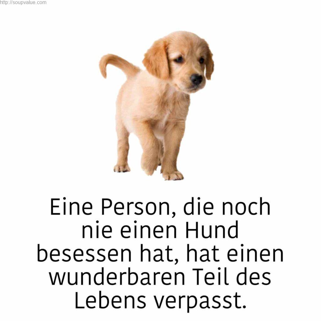 50+ Sprüche Tod Hund Trost Sprüche Tod Hund Soupvalue